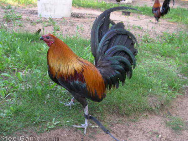 Black Shuffler Gamefowl